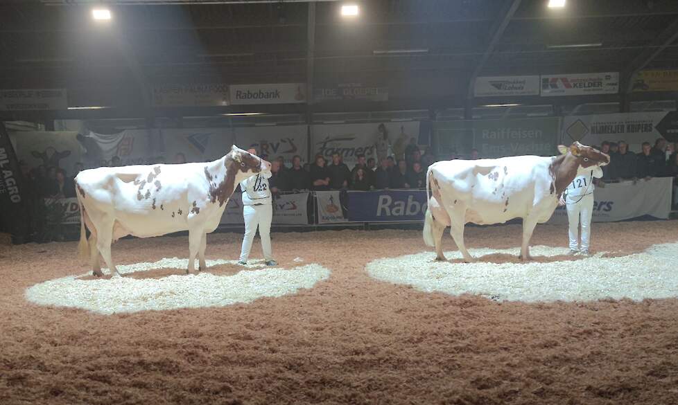 De familie Eggerink leverde het uniforme kampioensduo voor de roodbonte middenklasse.