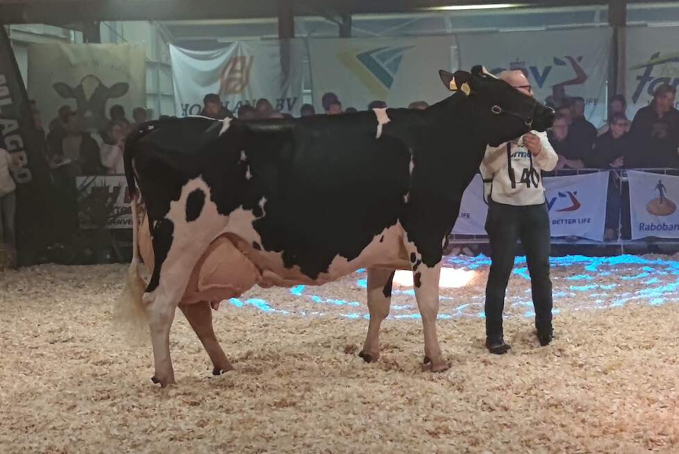 Lucina 46 werd reservekampioene in de productieklasse. Haar levensproductie beloopt ruim 98.000 kilogram melk.