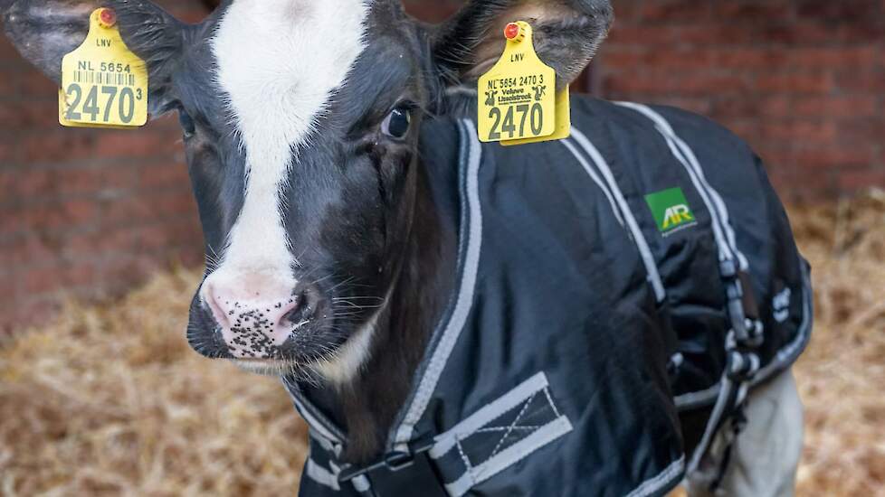 AR Kalverbodywarmer