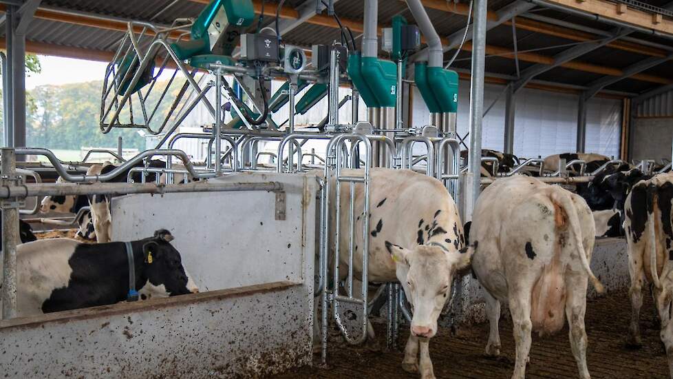 De nieuwe stal beschikt over 4 koetoiletten. Hierin krijgen de koeien ook krachtvoer verstrekt.