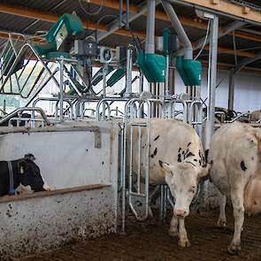 De nieuwe stal beschikt over 4 koetoiletten. Hierin krijgen de koeien ook krachtvoer verstrekt.