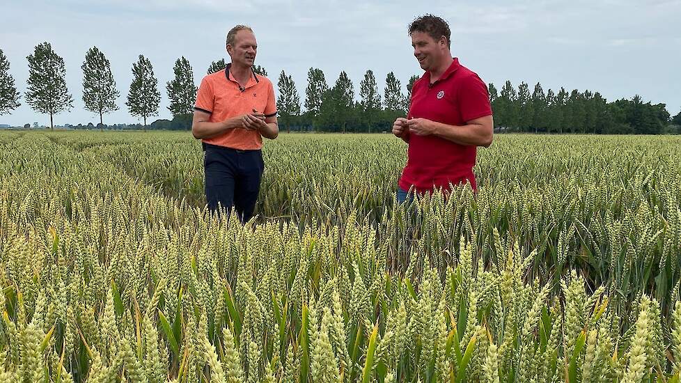 'Meer dan 20 ton ds mais na tarwe': op bezoek bij Thijs Arendsen | LG Seeds