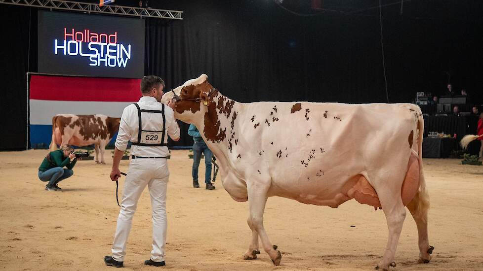 De vierdekalfs Barendonk Brasilera 26 van Hermanussen pakte de 1B-positie. De Agent-dochter imponeerde met haar geweldige middenhand en een hoog, breed achteruier.