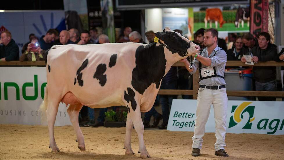 In de tweede rubriek kwam Heerenbrink Volina 86 op kop. De jeugdige Attraction-dochter van Steegink toonde een mooie ribwelving en een ondiep uier.