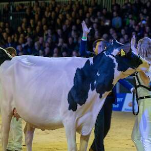 Sassel kiest voor Drouner Cosmo 1836 als vaarzenkampioene. Rubrieksgenote Hbc Lambda Ilona pakte de reservetitel, Bons-Holsteins Dikkie 216 kreeg de eervolle vermelding.