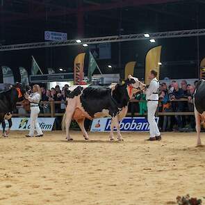 Nico Bons volgde op de tweede plek met Bons-Holsteins Roza 76. De grote Dempsey-dochter heeft een mooi type en een goed uier waaronder de spenen recht onder de kwartieren staan. De derde plek was voor M.H. Jacobs Julia 7 van De Groot, Herwijnen, een mooi