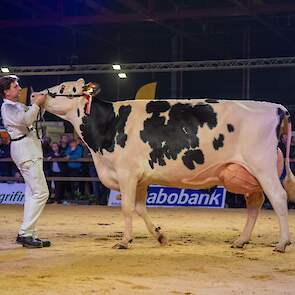 En toen kwam de productieklasse! Alleen voor koeien die minimaal 70.000 kg melk hadden gegeven. In een geweldige rubriek kwam deze V Zwaantje 103 van de familie Van der Ploeg uit Wergea op kop, een grote, lange Golden Dreams-dochter met een best uier.