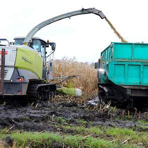 De Claas Jaguar 904 rijdt in combinatie met rupsdumpers van 20 m3.