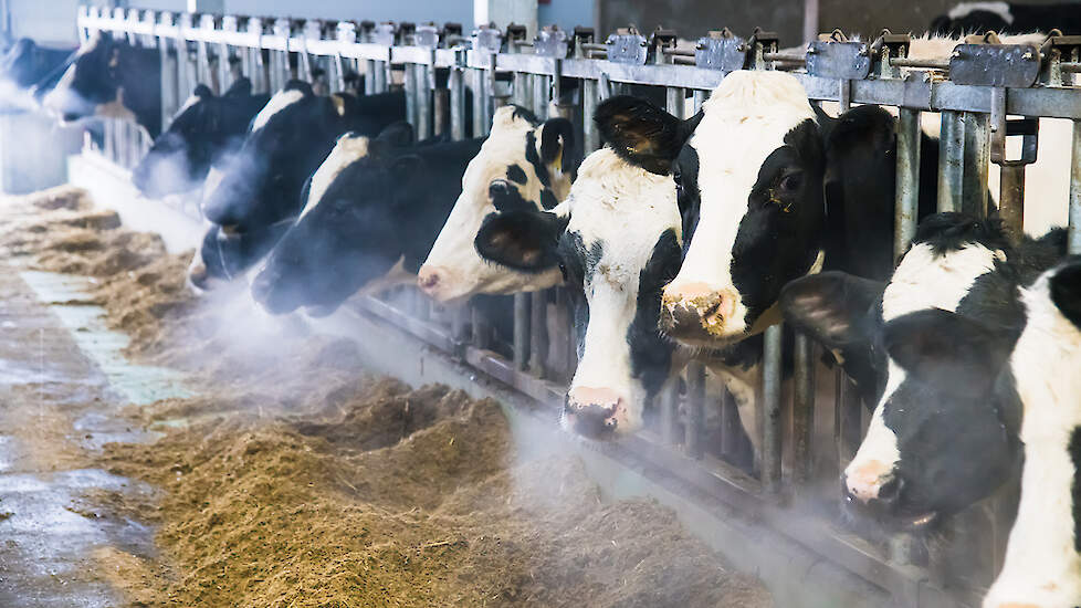 Koeien voeren bij koud weer
