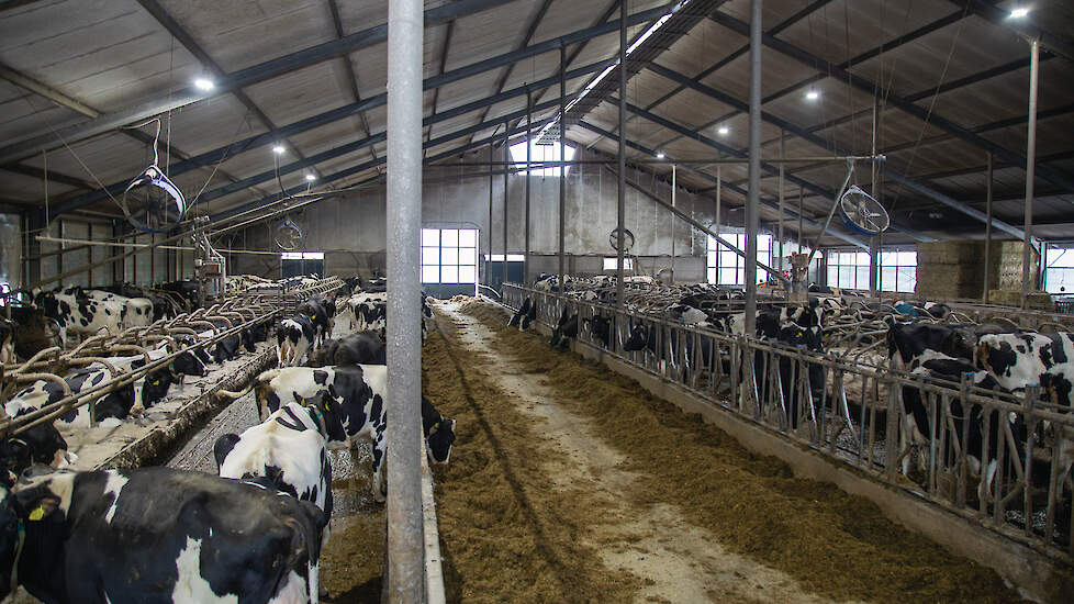 De koeien beschikken over zandligboxen, maar de stal heeft nog wel de oude maatvoering uit 1980. Geheel rechts in de stal bevindt zich het jongvee.