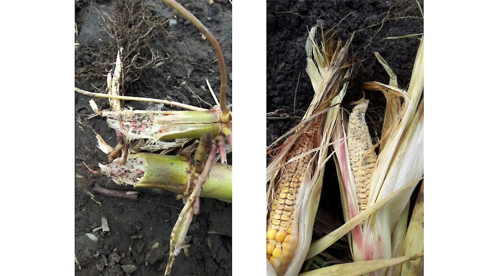 Roze plekken in stengel en schutblad kunnen duiden op de aanwezigheid van Fusarium.