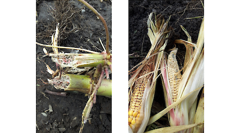Roze plekken in stengel en schutblad kunnen duiden op de aanwezigheid van Fusarium.