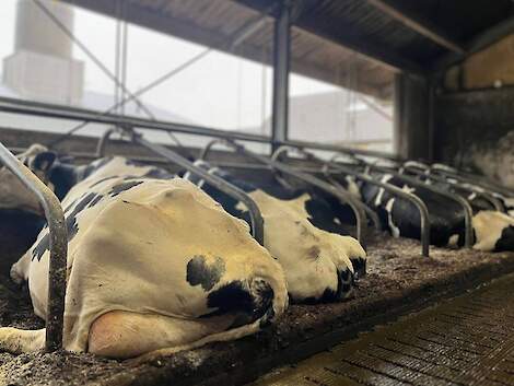 Schone roostervloeren, koeborstels en alert op het rantsoen zorgt voor schone koeien
