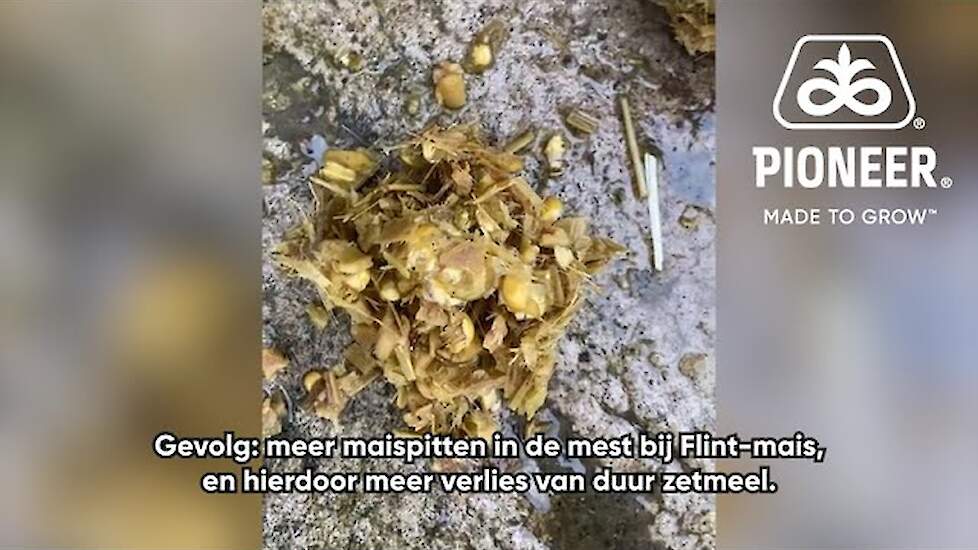 Meer maispitten in de mest met Flint-mais