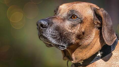 Rhodesian ridgeback. Beeld ter illustratie.
