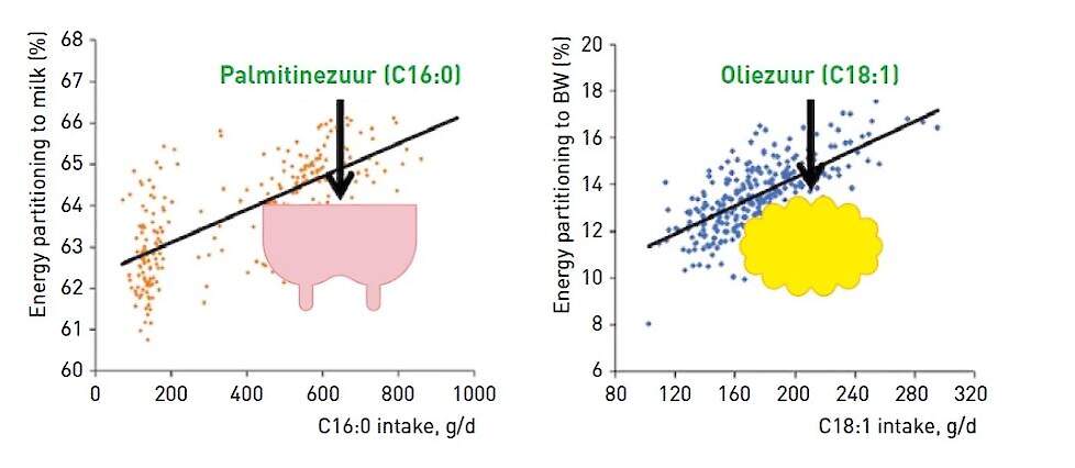 C16:0 energieverdeling richting uier en C18:1 meer energie richting lichaam reserves