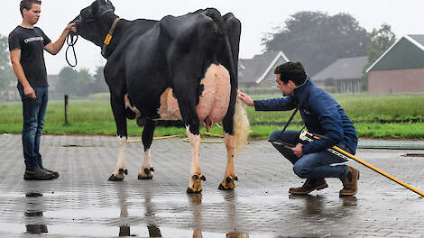 Op dit moment worden weinig koeien opnieuw gekeurd op oudere leeftijd. Het betreft veelal koeien met een bovengemiddeld exterieur.