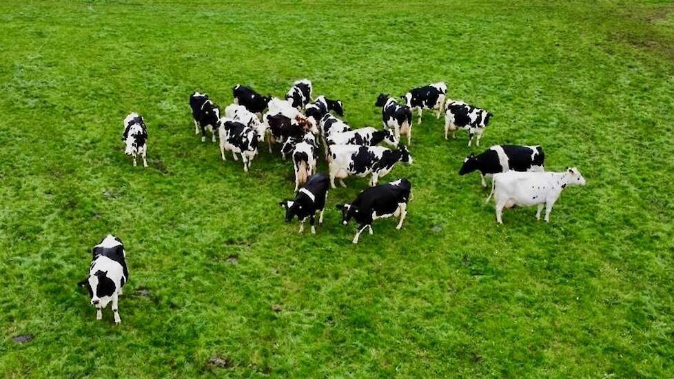 Deze foto is afgelopen zomer gemaakt, maar alle huidige honderdtonners staan er op. Destijds waren het er 15; het was spannend of ze allemaal zouden blijven lopen, maar dat is gelukt.