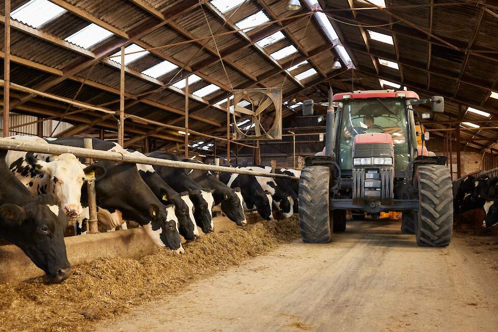 Voeren met tractor in de stal