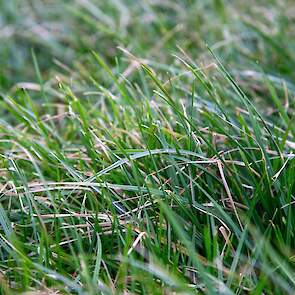 Mulder heeft het gras niet laten bemonsteren. „Maar het ureum in de melk gaat omhoog, dus er zit genoeg eiwit in het gras", concludeert de veehouder tevreden.