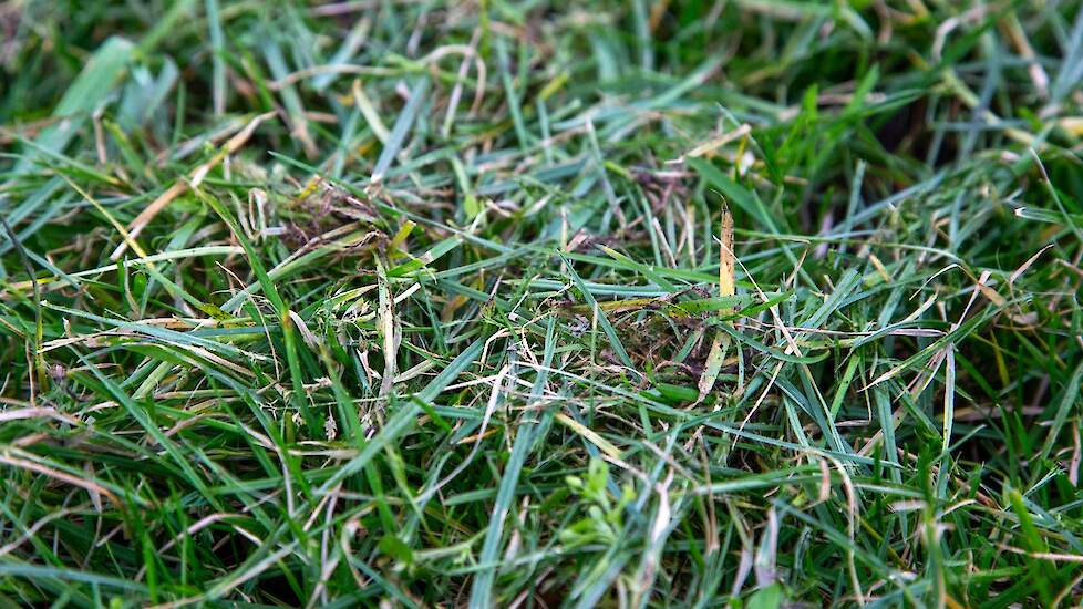 Het verse gras mengt Mulder met het winterrantsoen. „De koeien vinden het echt lekker en het ruikt ook goed", vertelt een enthousiaste Mulder.