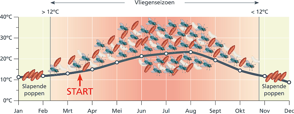 Het vliegenseizoen begint al vanaf april en heeft de piek in de zomermaanden, met uitloop naar het najaar. De vermenigvuldiging van de plaagvliegenpopulatie wordt geactiveerd als de temperatuur boven de 12 graden is.