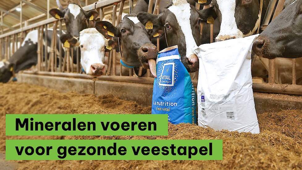 Mineralen voeren voor een gezonde veestapel! - BoerENverstand