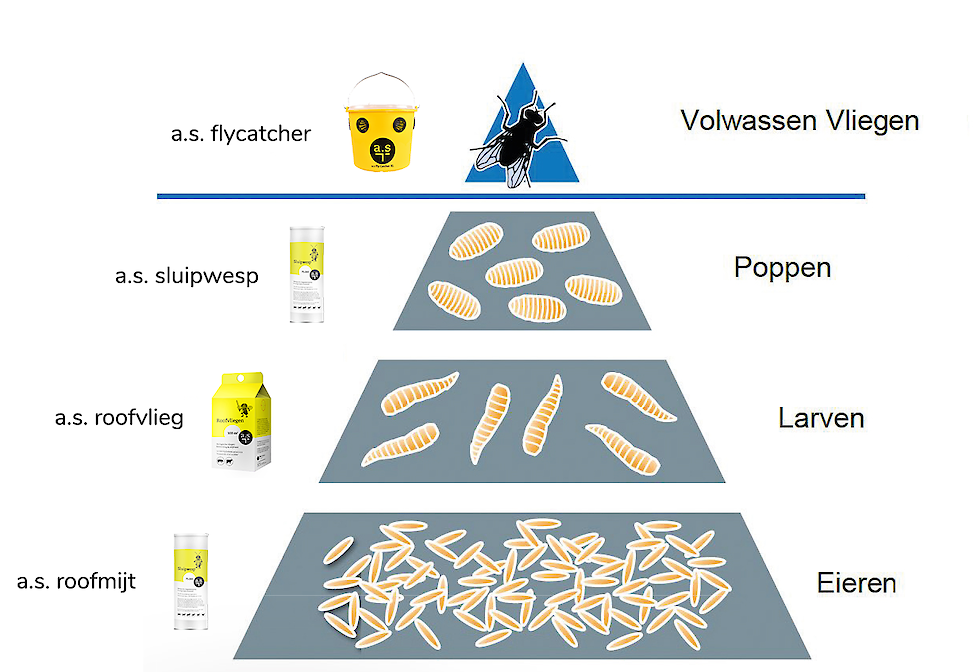 Verschillende stadia van de vlieg met de bijbehorende (biologische) oplossingen. Volwassen vlieg: Fly Catcher - Pop: Sluipwespen - Maden: Roofvliegen - Eitjes: Roofmijten. De roofmijt zetten we pas in, als overlast (te) groot is.