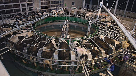 Het verlengen van de lactatie kan met kleine stappen. Bijvoorbeeld door de eerst inseminatie uit te stellen van 60 dagen naar 80 dagen.