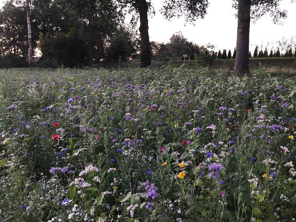 Een bloemenrand uit het project in bloei.