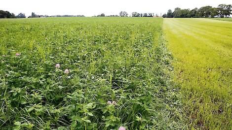 Het advies luidt om blijvend grasland zoveel mogelijk blijvend grasland te houden. Door maïsland drie jaar te roteren met grasklaver, wordt een optimale stikstofbenutting gerealiseerd.