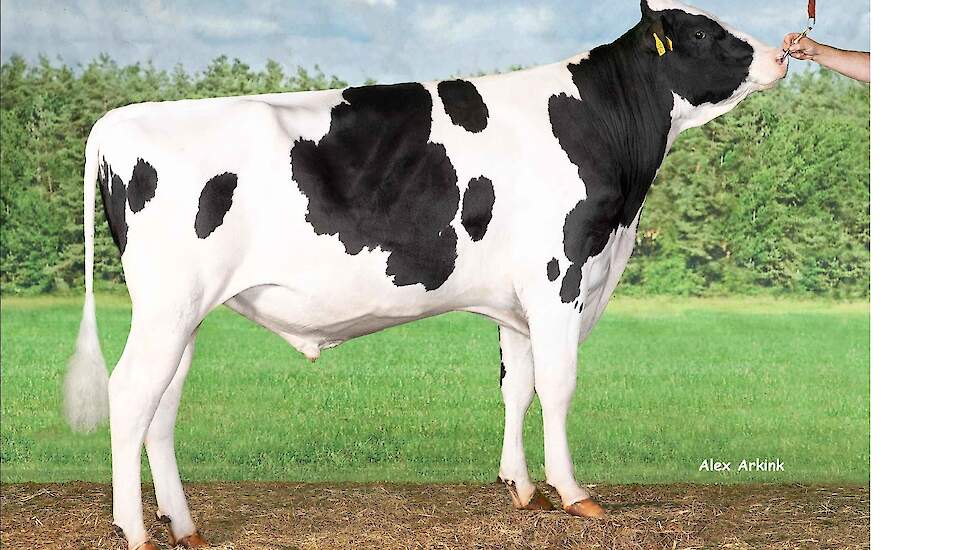 Endless (v. Jacuzzi) voerde als jonge stier de genomicslijst aan. Hij maakt deze draai zijn dochterdebuut.
