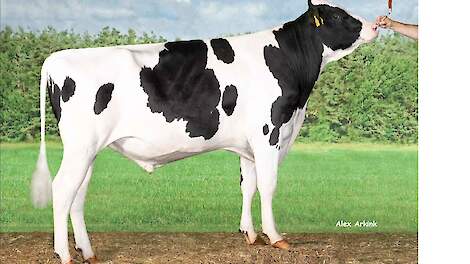 Endless (v. Jacuzzi) voerde als jonge stier de genomicslijst aan. Hij maakt deze draai zijn dochterdebuut.