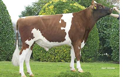 Poppe Kayne (v. Jacuzzi) is de hoogste roodbonte debutant tijdens de aprildraai van de NVI.