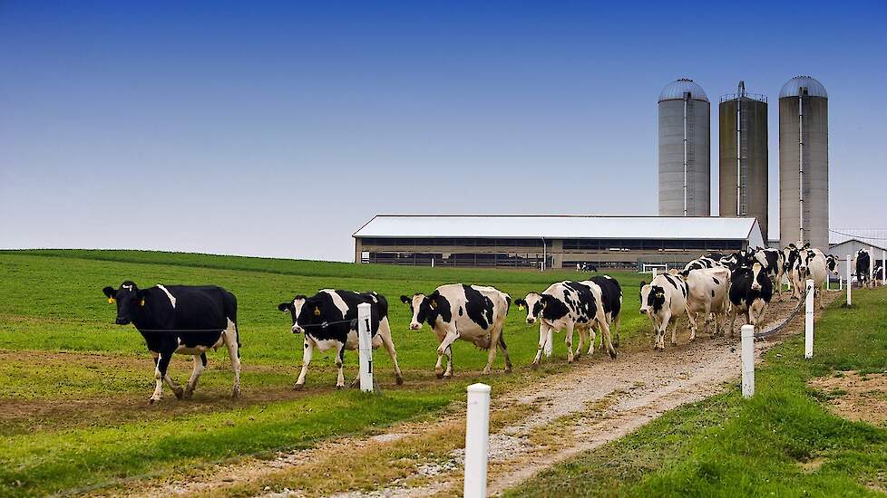 Avian flu outbreaks on US dairy farms on the rise |  Melkvee.nl