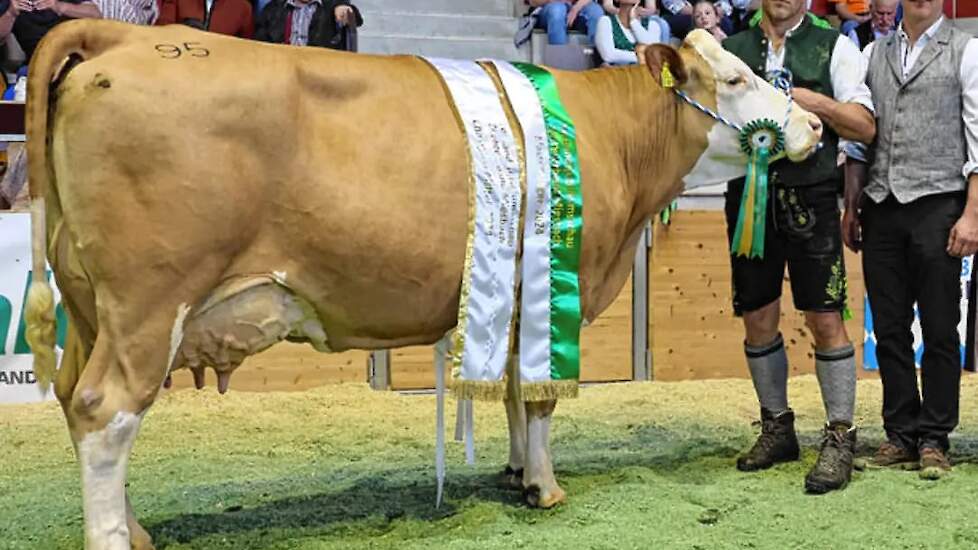 Edelweiss (v. BFG Hutubi) is een derde kalfskoe en werd algemeen kampioene in de middenklasse. „Een complete koe met een geweldige mooie soepele beweging”, aldus het jurylid. Edelweiss maakte een tweede lijst van 10.947 kilogram melk bij een tussenkalftij