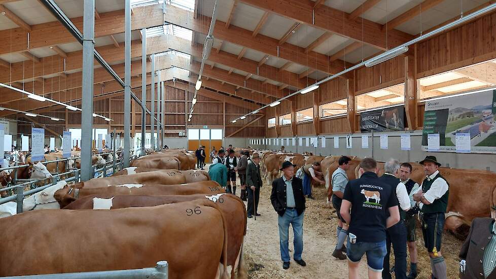 Zuchtverband Miesbach heeft 10 jaar geleden een nieuwe veilinghal gebouwd. De organisatie verkoopt jaarlijks 4.056 stuks Fleckvieh pinken, dekstieren en koeien. Een groot deel van de Fleckvieh koeien gaat via Veehandel Kuenen naar Nederland. Daarnaast wor