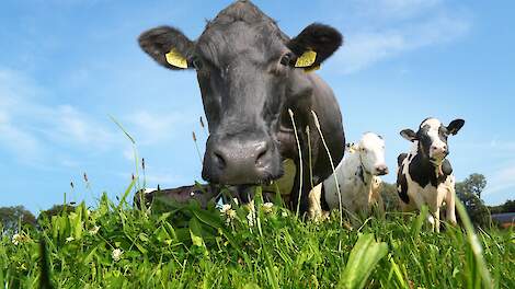 Zoektocht naar zelfredzame Holstein-koe