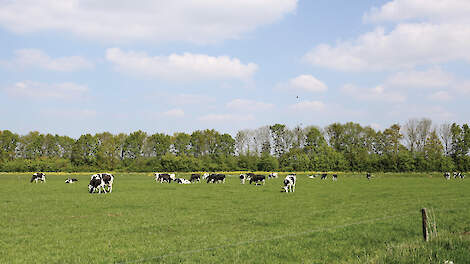 Graslandnorm zet kringlooplandbouw onder grote druk