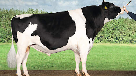Willem's-Hoeve Woody is de onbetwiste koploper in de TIP. Sinds zijn fokstierdebuut is vooral de persistentie flink gestegen, van 97 naar 104. Dit wordt stevig meegenomen in de TIP-ranking. Met ruim 2.200 kilo melk, blijkt Woody een echte ‘melkstier'. Zij