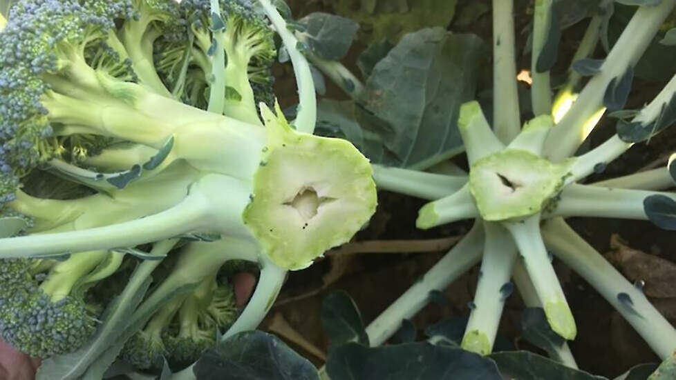Holle stronk in de broccoli door een boriumtekort