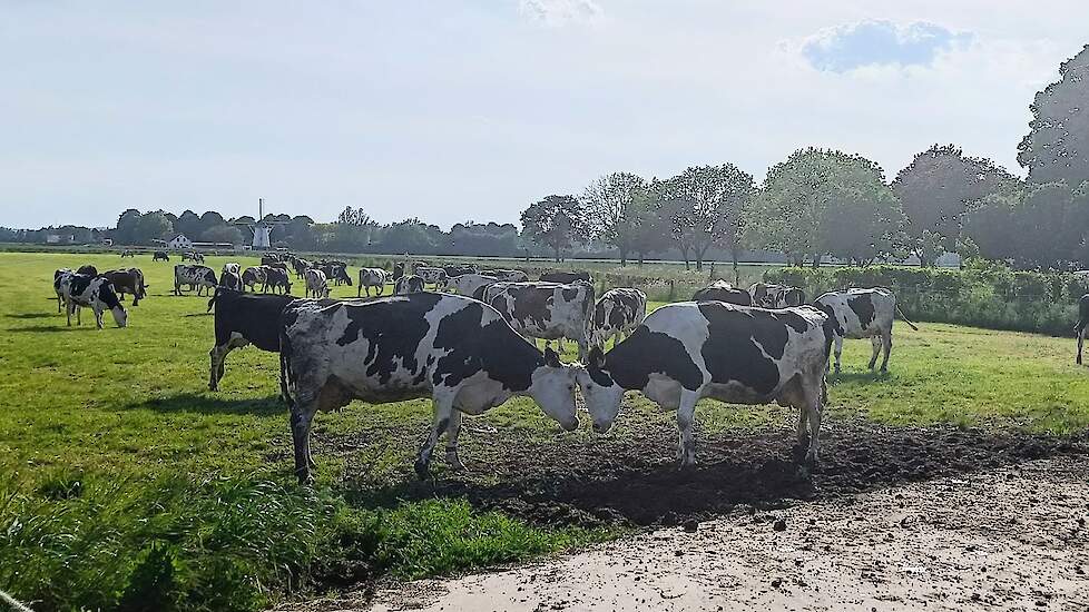 Video: Skal Biocontrole controleert weidegang ‘met de menselijke maat’