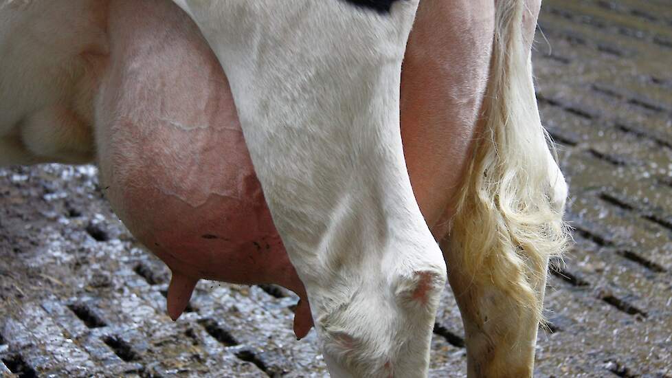 Deutschland experimentiert mit H5N1-Kontamination von Kühen |  Melkvee.nl