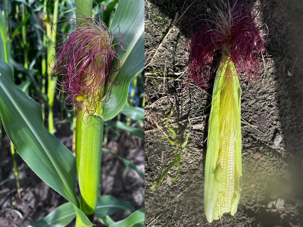De plant heeft wel een kolf gevormd, maar krijgt deze voldoende tijd en licht om af te rijpen?