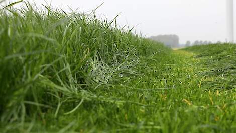 Den Hartog produceert 10.000 kilo melk met minimale krachtvoergift