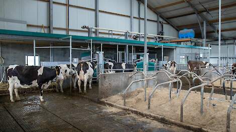 Fotoserie: Open dagen op twee melkveebedrijven met GEA-melkrobot
