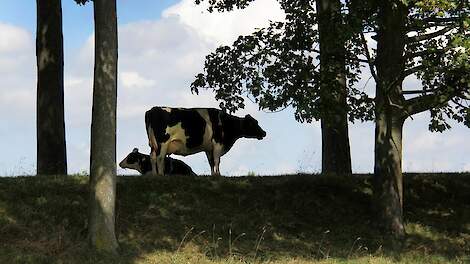 Wiersma wil een realistisch tijdpad op weg naar een nog dierwaardiger veehouderij