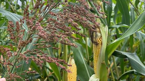 Video: Tips voor het oogsten en inkuilen van sorghum en sorghum-mais mix