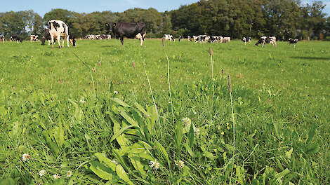 Hoe houd je kruidenrijk gras in stand?