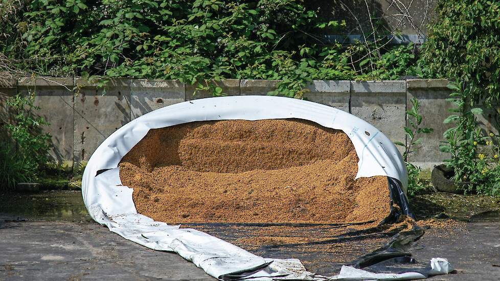 Naast kuilgras krijgen de koeien onder andere 4 kilo SodaGrain (met natronloog ontsloten tarwe) voorgeschoteld.